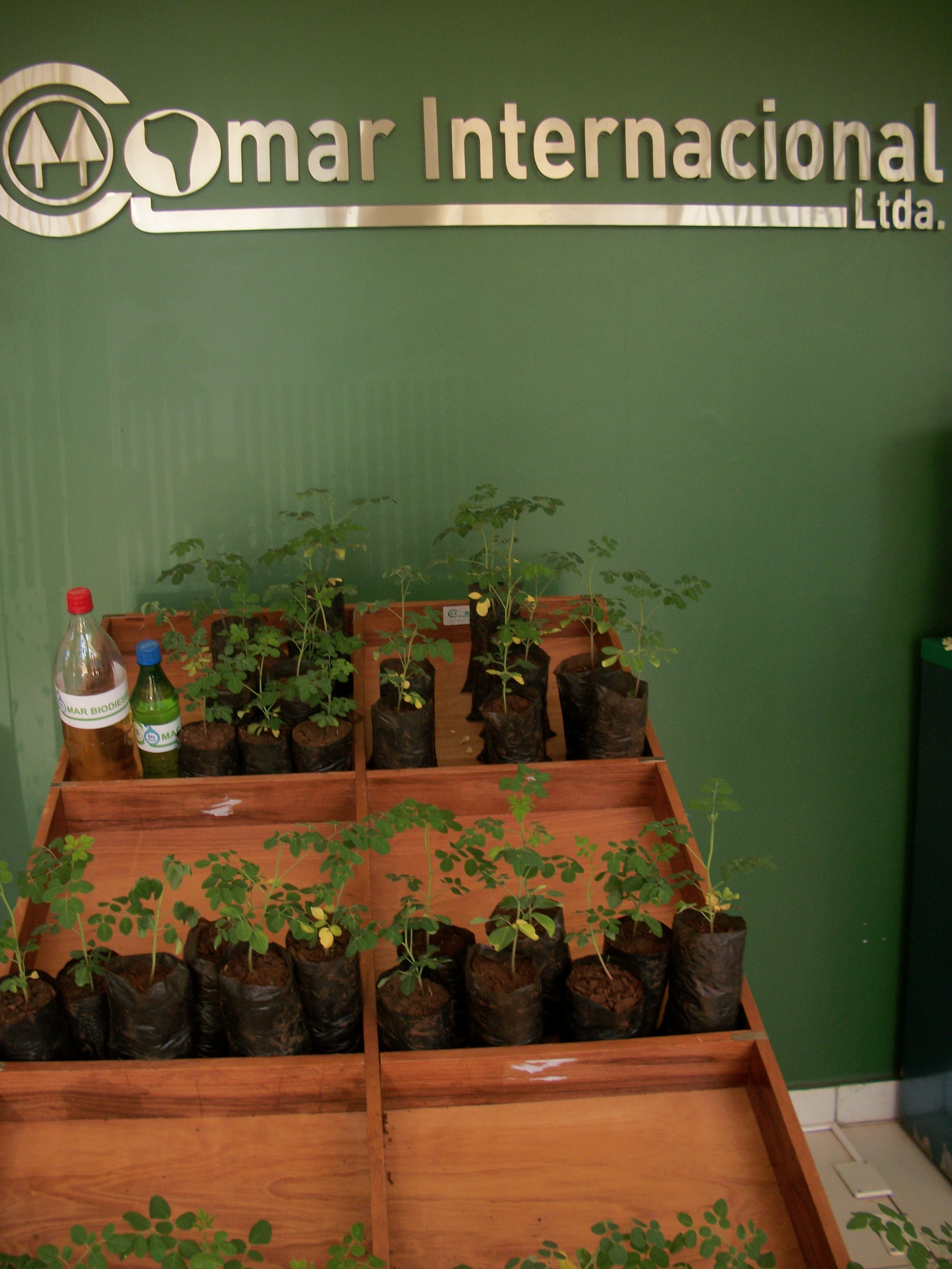 Entrega de Plantitas